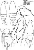 Espce Paracalanus denudatus - Planche 1 de figures morphologiques