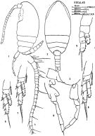 Espce Delibus nudus - Planche 2 de figures morphologiques