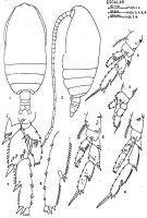 Espce Acrocalanus andersoni - Planche 1 de figures morphologiques