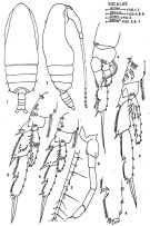 Espce Acrocalanus andersoni - Planche 2 de figures morphologiques