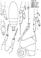 Espce Calocalanus pavoninus - Planche 4 de figures morphologiques