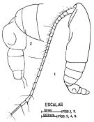 Espce Calocalanus elegans - Planche 1 de figures morphologiques
