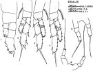 Espce Calocalanus plumatus - Planche 1 de figures morphologiques