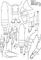Espce Calocalanus gracilis - Planche 1 de figures morphologiques