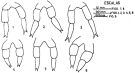 Espce Clausocalanus arcuicornis - Planche 6 de figures morphologiques