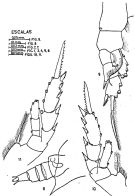 Espce Clausocalanus paululus - Planche 5 de figures morphologiques