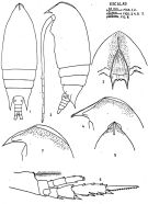 Espce Aetideus acutus - Planche 5 de figures morphologiques