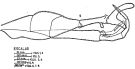 Espce Scolecithrix bradyi - Planche 4 de figures morphologiques