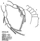 Espce Pleuromamma abdominalis - Planche 5 de figures morphologiques
