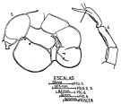 Espce Pleuromamma piseki - Planche 3 de figures morphologiques