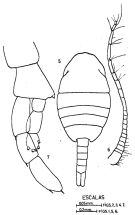 Espce Lucicutia gaussae - Planche 3 de figures morphologiques