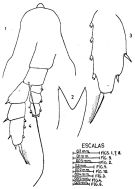 Espce Haloptilus longicornis - Planche 9 de figures morphologiques