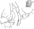 Espce Candacia longimana - Planche 5 de figures morphologiques