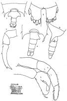 Espce Candacia bipinnata - Planche 5 de figures morphologiques