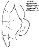Espce Candacia curta - Planche 4 de figures morphologiques