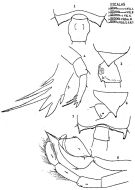 Espce Candacia ethiopica - Planche 4 de figures morphologiques