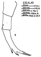 Espce Candacia tenuimana - Planche 3 de figures morphologiques