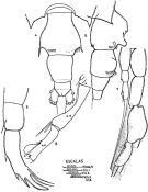 Espce Candacia bispinosa - Planche 2 de figures morphologiques