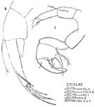 Espce Pontellina plumata - Planche 5 de figures morphologiques