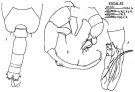 Espce Paracartia grani - Planche 4 de figures morphologiques