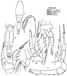 Espce Triconia dentipes - Planche 1 de figures morphologiques