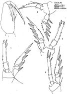 Espce Triconia similis - Planche 2 de figures morphologiques