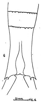 Espce Copilia quadrata - Planche 2 de figures morphologiques