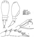 Espce Corycaeus (Agetus) limbatus - Planche 3 de figures morphologiques