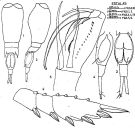 Espce Corycaeus (Agetus) limbatus - Planche 4 de figures morphologiques