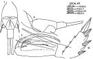 Espce Corycaeus (Agetus) flaccus - Planche 4 de figures morphologiques