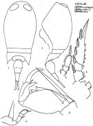 Espce Corycaeus (Onychocorycaeus) giesbrechti - Planche 4 de figures morphologiques