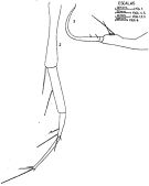Espce Copilia mediterranea - Planche 1 de figures morphologiques