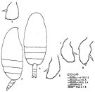 Espce Scolecithricella dentata - Planche 10 de figures morphologiques