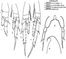 Espce Paracalanus denudatus - Planche 2 de figures morphologiques