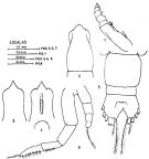 Espce Pareucalanus sewelli - Planche 7 de figures morphologiques