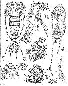 Espce Megacalanus princeps - Planche 1 de figures morphologiques