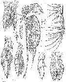 Espce Megacalanus princeps - Planche 2 de figures morphologiques