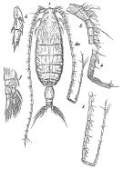 Espce Bathycalanus richardi - Planche 3 de figures morphologiques