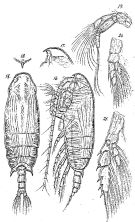 Espce Pseudochirella calcarata - Planche 1 de figures morphologiques