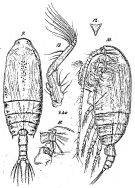 Espce Gaetanus brevispinus - Planche 12 de figures morphologiques