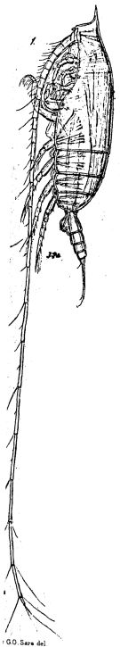Espce Gaetanus miles - Planche 4 de figures morphologiques