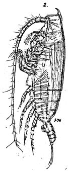 Espce Gaetanus curvicornis - Planche 1 de figures morphologiques