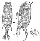 Espce Gaetanus latifrons - Planche 5 de figures morphologiques
