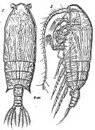 Espce Gaetanus robustus - Planche 3 de figures morphologiques