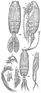 Espce Euchirella messinensis - Planche 11 de figures morphologiques