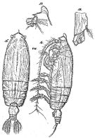 Espce Euchirella bitumida - Planche 6 de figures morphologiques
