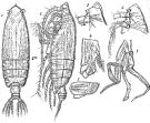 Espce Euchirella maxima - Planche 5 de figures morphologiques