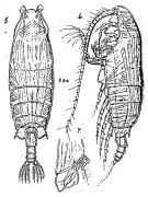 Espce Pseudochirella divaricata - Planche 2 de figures morphologiques