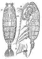 Espce Pseudochirella lobata - Planche 1 de figures morphologiques