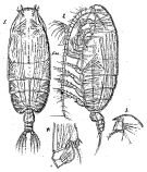 Espce Pseudochirella obesa - Planche 4 de figures morphologiques